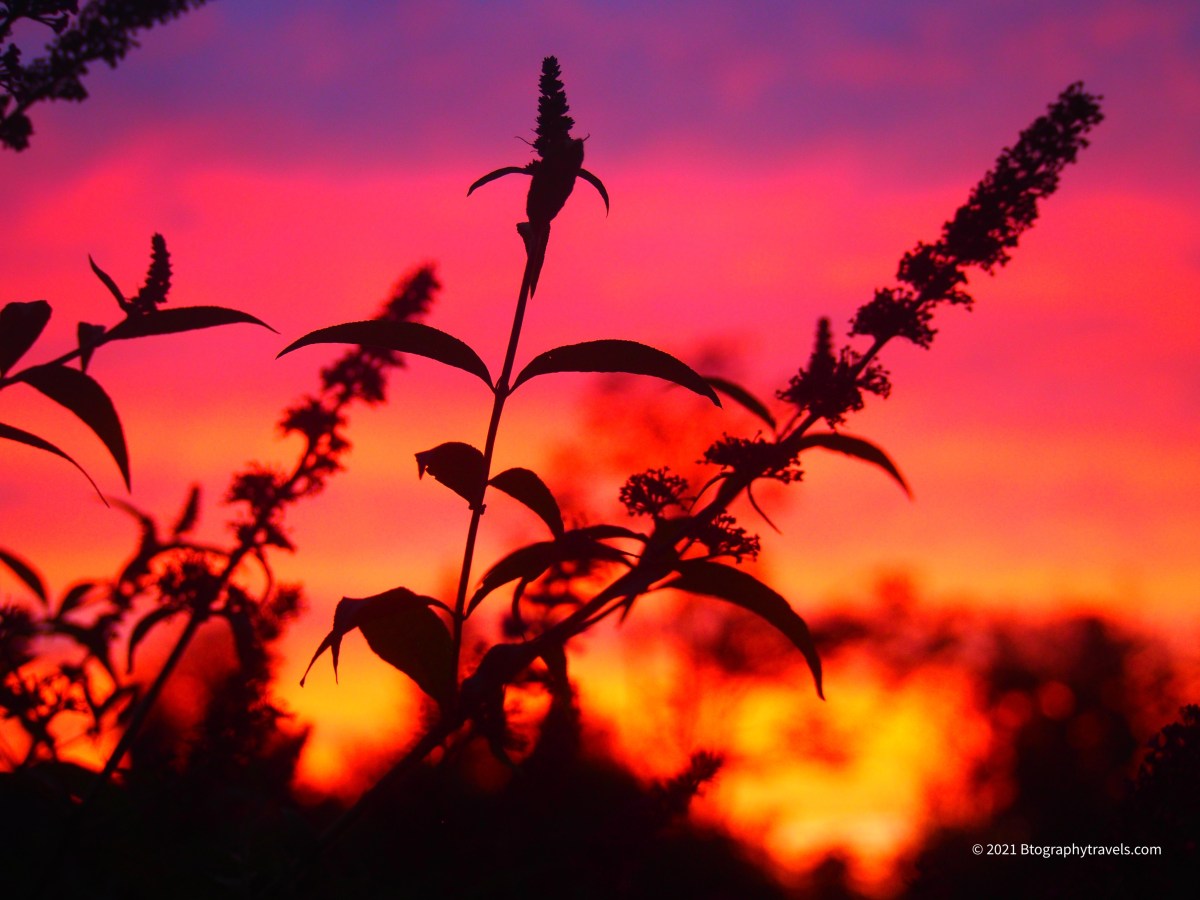 Inspiration: Dancing Flowers
