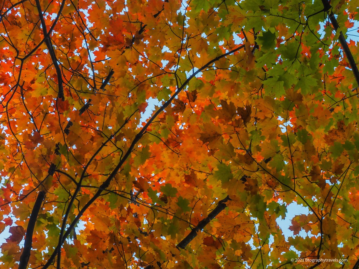 Inspiration- Leaves of&nbsp;Change