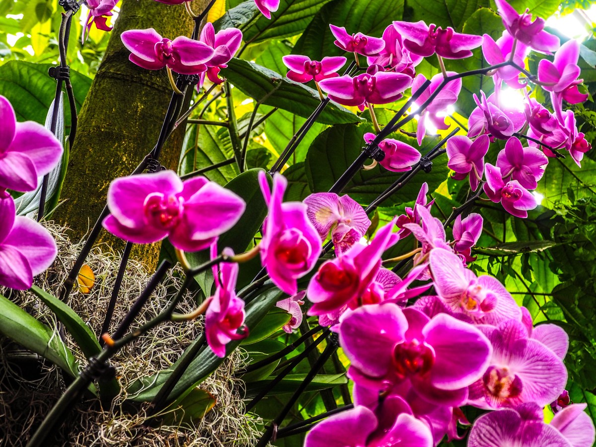 NY: Bronx: NY Botanical Garden- Orchid&nbsp;Show