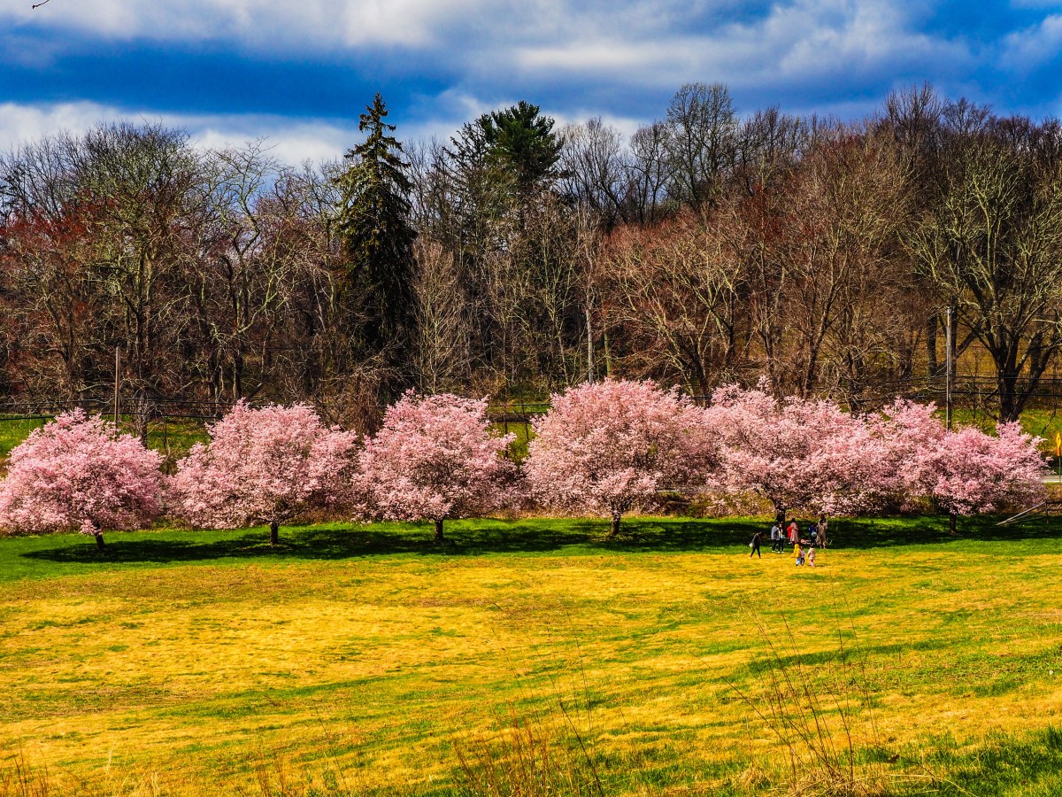 NY: Katonah: Lasdon&nbsp;Park