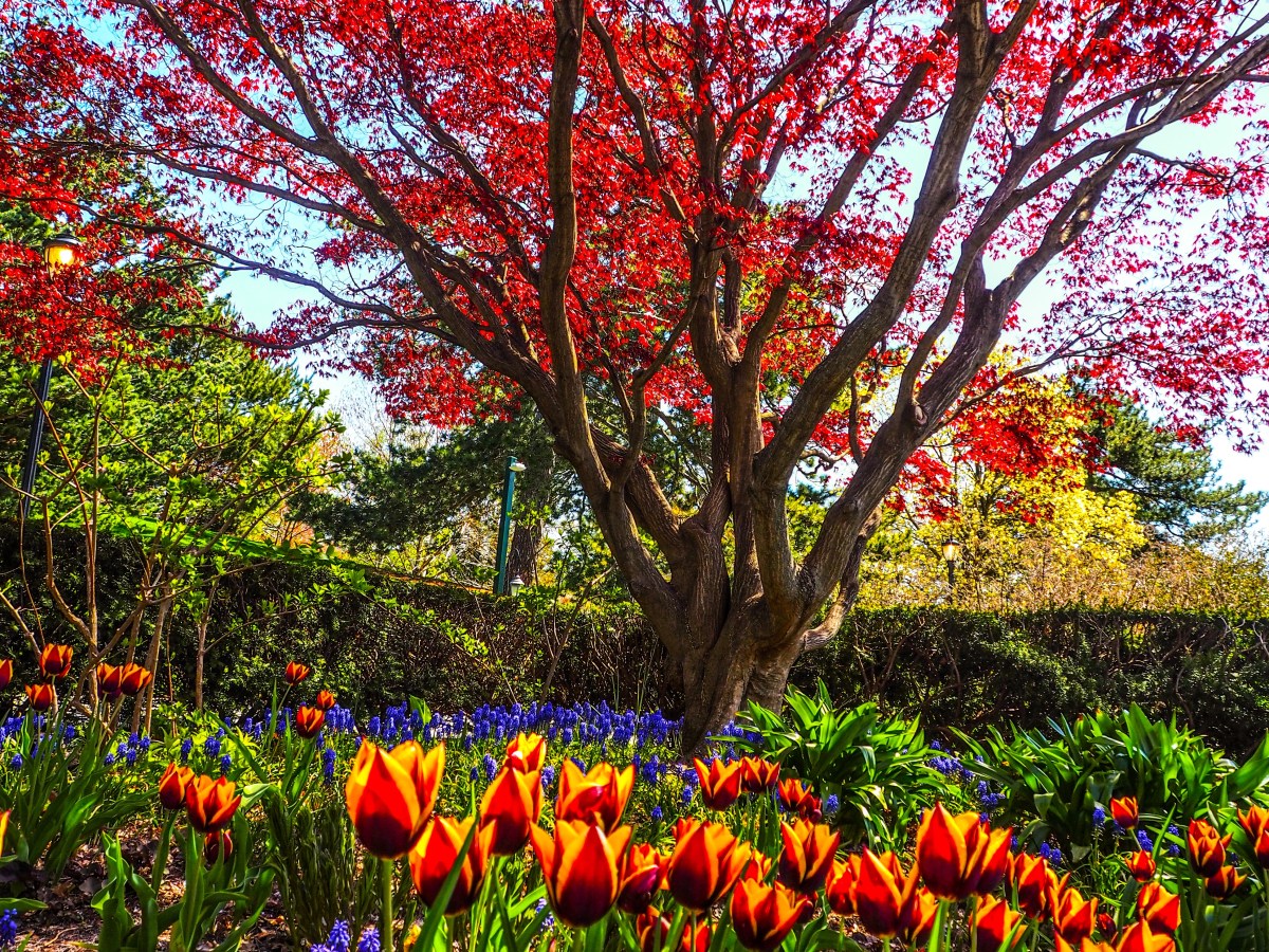 NY: New York Botanical Garden&nbsp;(Spring)
