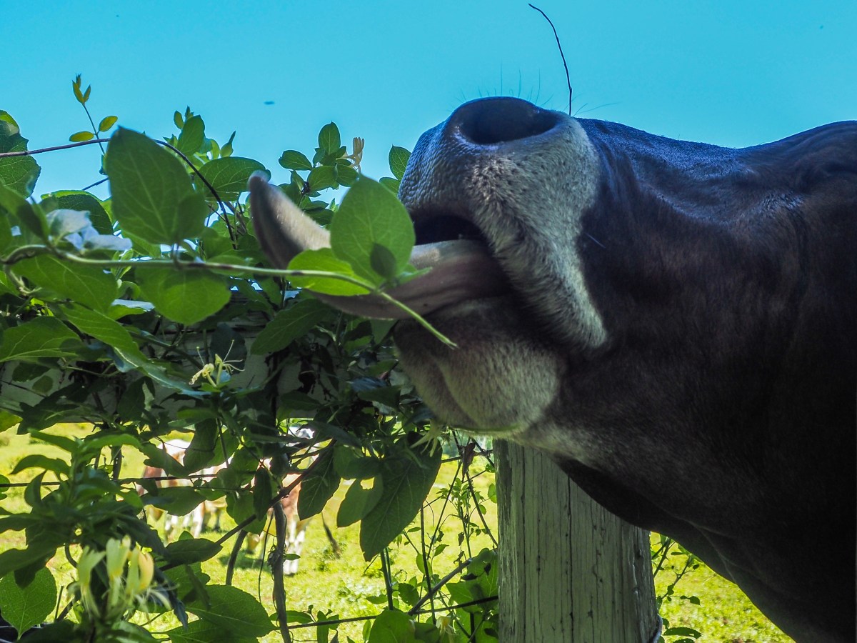 NY: Katonah: Muscoot&nbsp;Farm