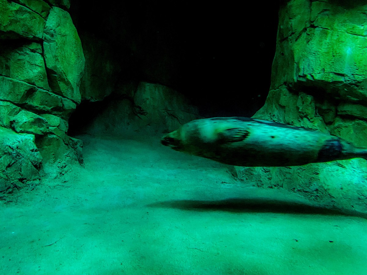 CT: Norwalk: Norwalk&nbsp;Aquarium