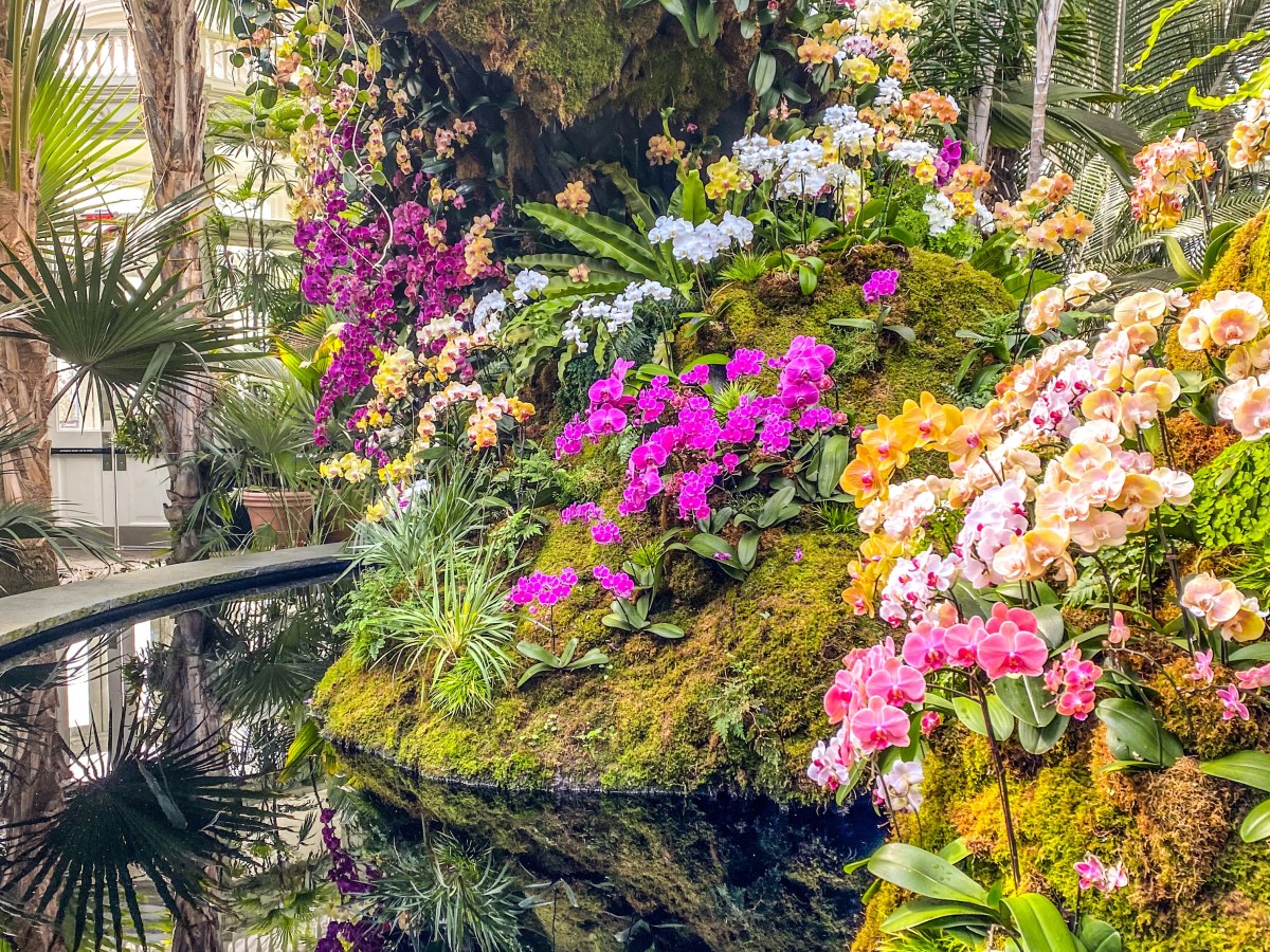 NYC: NY Botanical Garden – Orchid&nbsp;Show