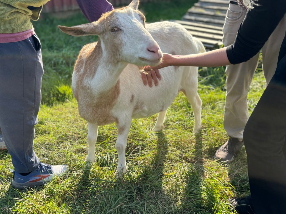 NY: Watkins Glen- Farm&nbsp;Sanctuary
